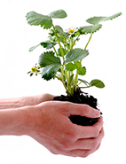 Mano sosteniendo planta verde con la raiz al aire